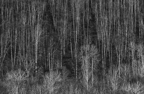blackandwhite abstract forest poplar pattern chaos grove hillside hazelton canadapt