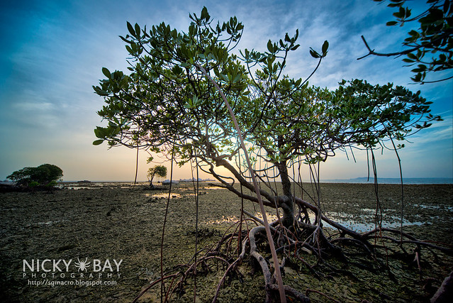 Mangrove Trees - DSC_6864