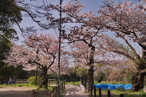 【写真】2013 桜 : 石清水八幡宮/2021-12-06/IMGP9730