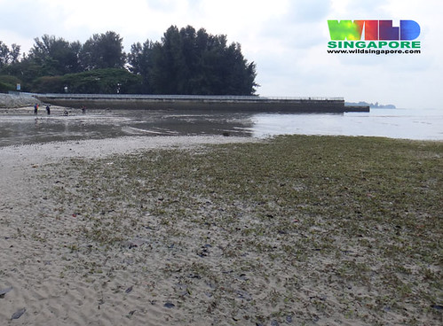 Seagrass meadows at East Coast Park
