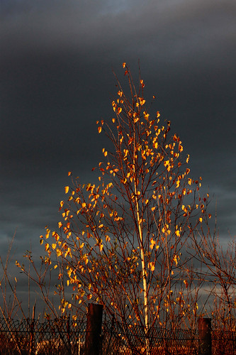 tree fall nature yellow canon ukraine birch ivanofrankivsk