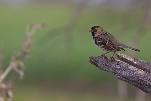 bird ave harrisssparrow zonotrichiaquerula gorrióndeharris