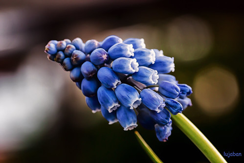 Blue flowers... by lujaban