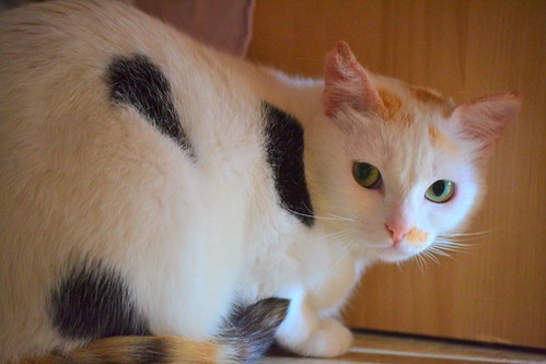 Michi, gatita tricolor muy blanca, una monadita nacida en Mayo´12 necesita hogar. Valencia. ADOPTADA. 13567901673_7c2ed87835