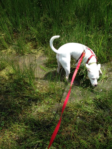 There's a mud puddle!