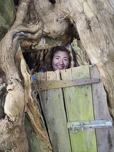 yew, tree, Crowhurst, Surrey, travel
