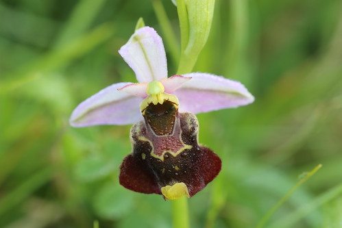 Late Spider-orchid, Ophrys fuciflora