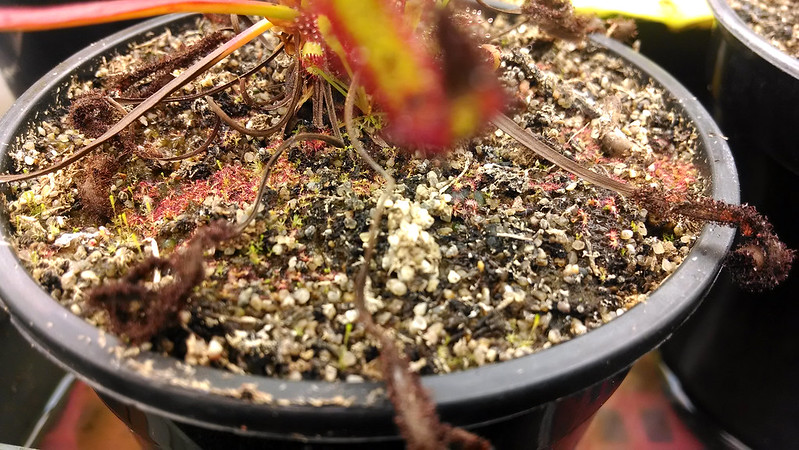 Drosera capensis surprise seedlings.