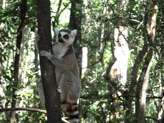 Lemur on a tree-trunk
