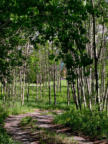 aspen atv dirtroad forest green laclahache light path road trail tree highway trees bright