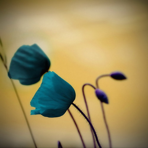 red summer music plant abstract skye nature june square video purple turquoise poppy ochre grassland wildflower ♫ 2013 σ ʇɔɐɹʇsqɐ renateeichert resilu