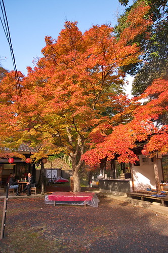 【写真】2012 紅葉 : 神護寺/2021-12-12/IMGP6013