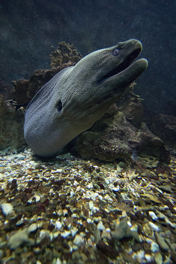 Hurghada Aquarium