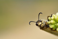 Palpares libelluloides