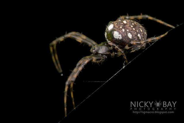 Orb Web Spider (Gea sp.) - DSC_2943