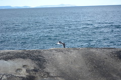 Little Beach Albany/ Pacific Gull