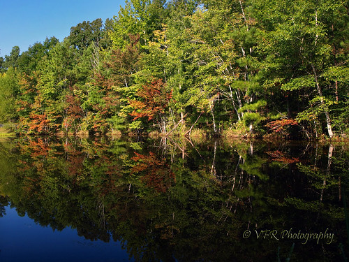 park trees reflection tree water reflections landscape still pond model scenery tn tennessee scenic parks calm reflective waters ponds dull waterscape latesummer usfs usforestservice landbetweenthelakes lbl thetrace middletennessee stewartcounty volunteerstate preautumn cedarpond landbetweenthelakesnationalrecreationarea dulledcolors formercommunityofmodel