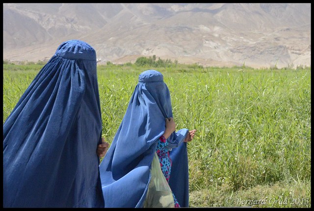 Blue flowers and grass, Afghanistan © Bernard Grua 2013