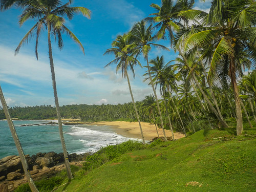 beach paradise peaceful palmtree tropical srilanka coconuttree goyambokha