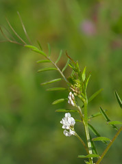 Vicia hirsuta, Family Fabaceae