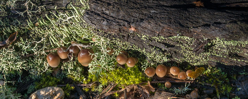 france macro automne photographie fungi lichen vienne champignon saison chauvigny poitoucharentes mycota mycètes régnedesmycotaetdesfungi