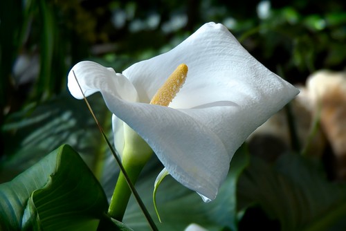 canada flower closeup lumix explore drumheller alberta callalily 10000views fz200