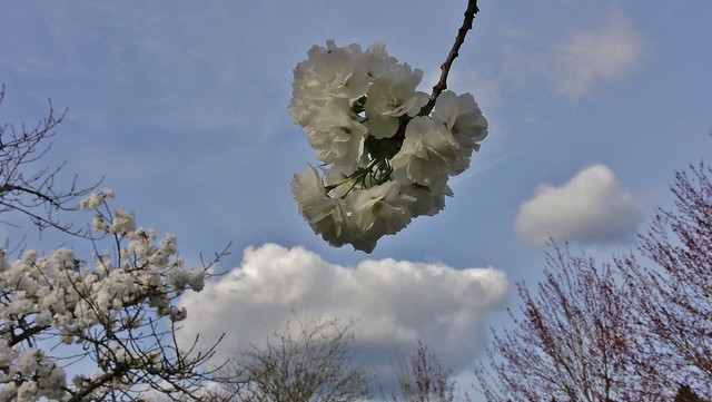 Cloud of flowers with cloud of water vapor