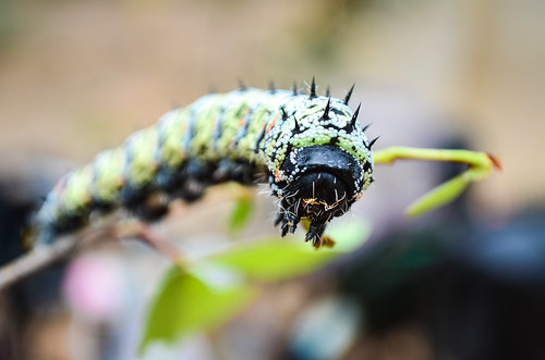Large caterpillar at Ruacana dam