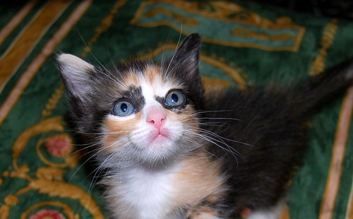 Kitty, exótica gatita tricolor de pelo semilargo, nacida en Abril´14, en adopción. Valencia. ADOPTADA. 14077734427_a8dc0be005