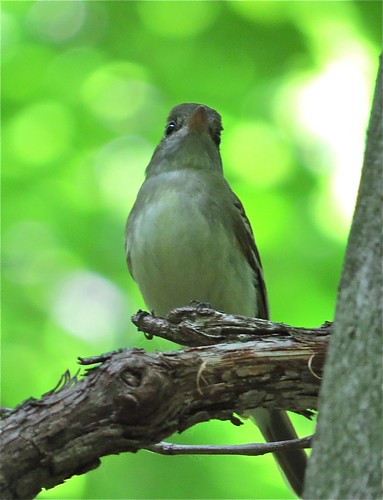 Acadian Flycatcher at Merwin Nature Preserve in McLean County, IL 02