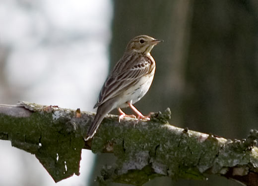 Photograph titled 'Tree Pipit'
