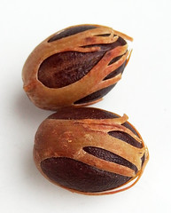 Calabash nutmeg