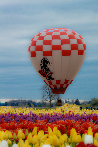 red yellow oregon sunrise portland spring purple tulips hotairballoon woodburn woodenshoetulipfestival asseenwithnakedeye