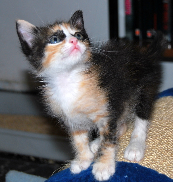 Kitty, exótica gatita tricolor de pelo semilargo, nacida en Abril´14, en adopción. Valencia. ADOPTADA. 14077735667_e3475426d6_z