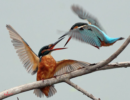 wild bird nature outdoor kingfisher common bird” “wild