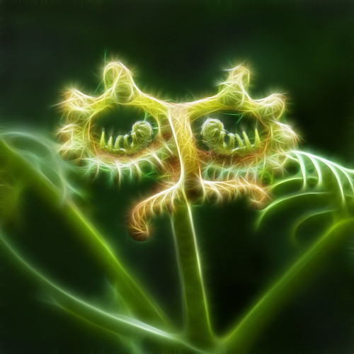 plant fern nature germany pflanze fractal reproduction farn fractale extraterrestial vermehrung auserirdisch