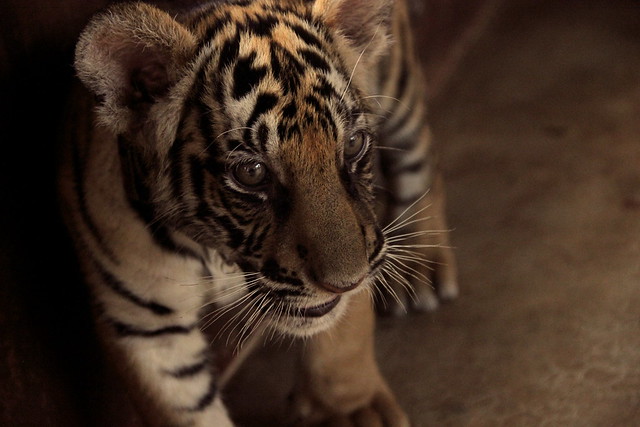 sweet tiger cub