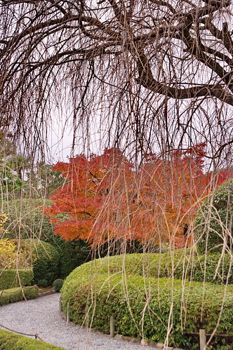 【写真】2012 紅葉 : 退蔵院/2021-03-17/IMGP8147