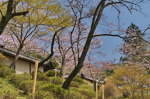 【写真】2013 桜 : 毘沙門堂/2021-03-09/IMGP9940