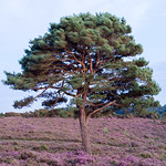 Heather-and-Pine
