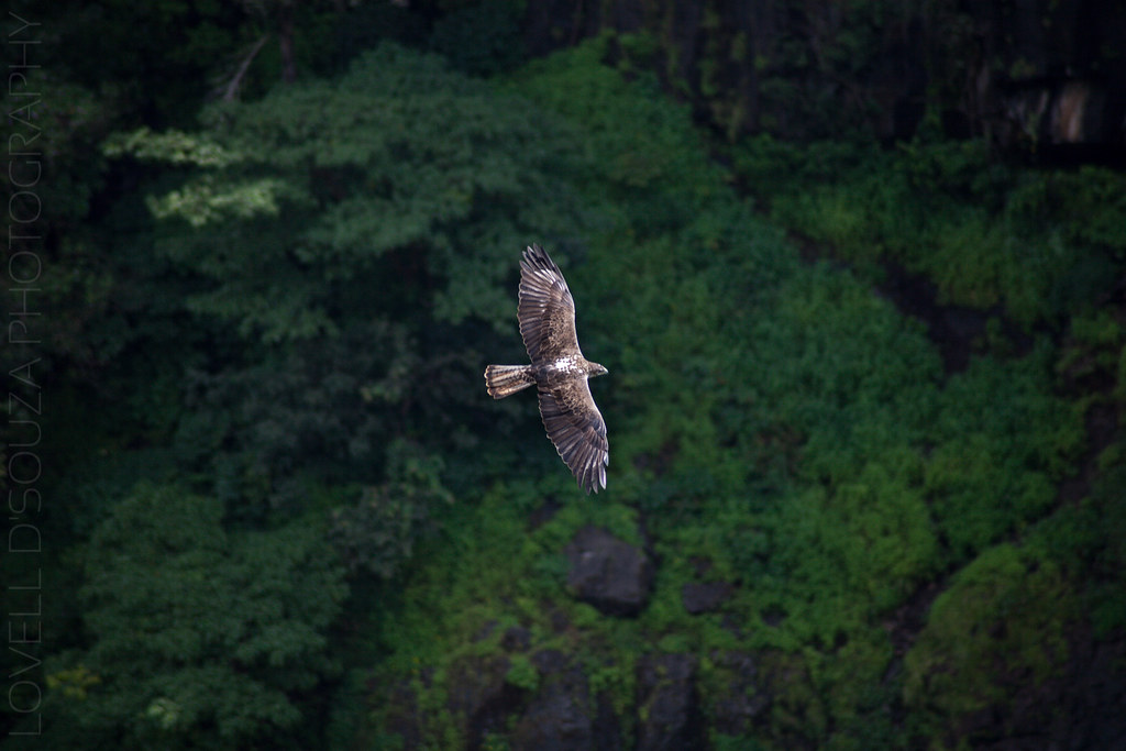 Eagle at the Thoseghar Waterfalls, Maharashtra
