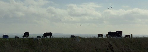 uk november light sky sun grass birds landscape countryside high cattle cows flight ranges wiltshire salisburyplain stevemaskell wilts 2013 rangewalk