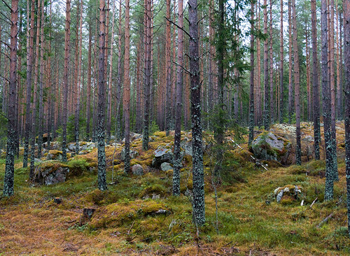 public sweden sony schweden wald värmland skogen hagfors värmlandcounty sonynex3n sonye1650mmf3556oss