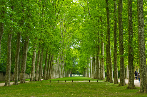 travel trees vacation france nature garden europe pentax versailles kx versaillesgardens justpentax