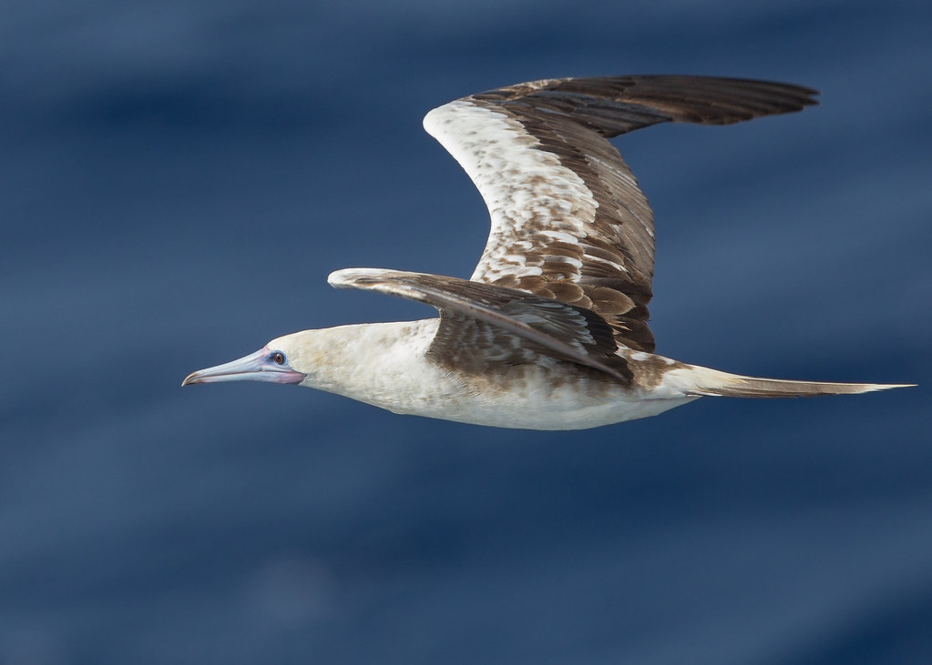 Red Footed Booby 22014-01-16
