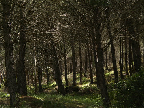 forest huelva bosque pino pinar umbria pinewood vegetación pinuspinea espacionatural valverdedelcamino biogeografía pinopiñonero ·piñonero