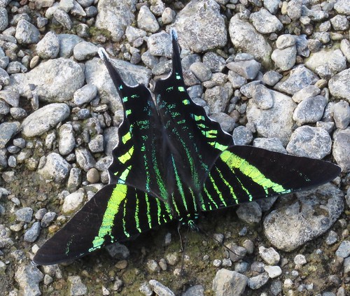 costarica moth richhoyer