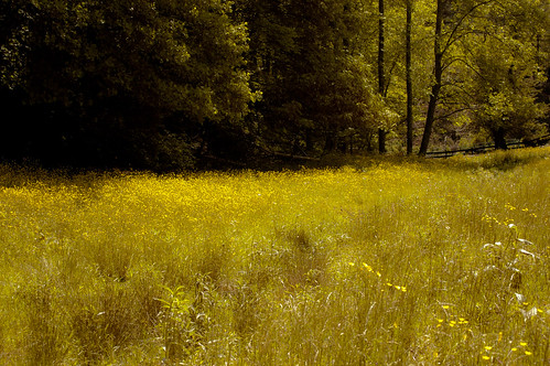 flowers nature june yellow tom daisies landscape virginia nikon va d40 mouthofwilson 2013