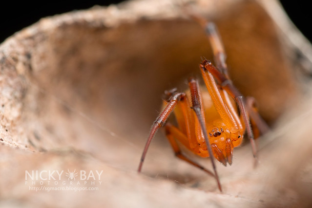 Comb-Footed Spider (Theridiidae) - DSC_2131