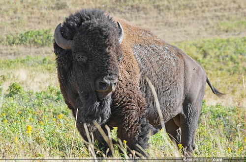 summer brown green grass beard evening buffalo montana wildlife horns august flies bison nationalbisonrange moiese pentaxk5 pentaxdal55300mmf458